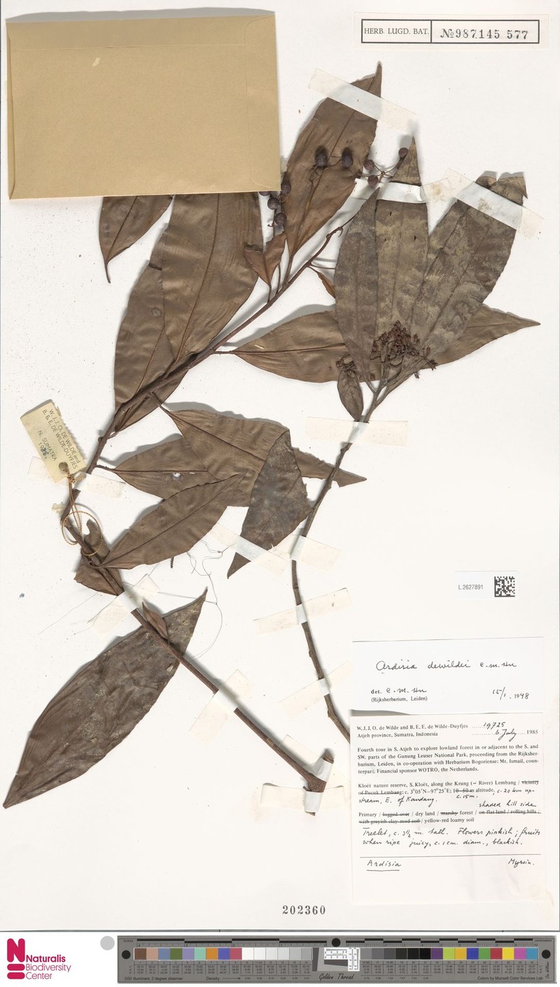 Ardisia dewildei photo 4