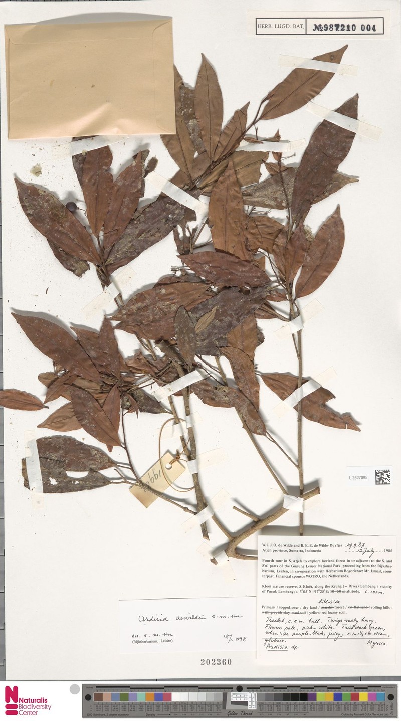 Ardisia dewildei photo 5