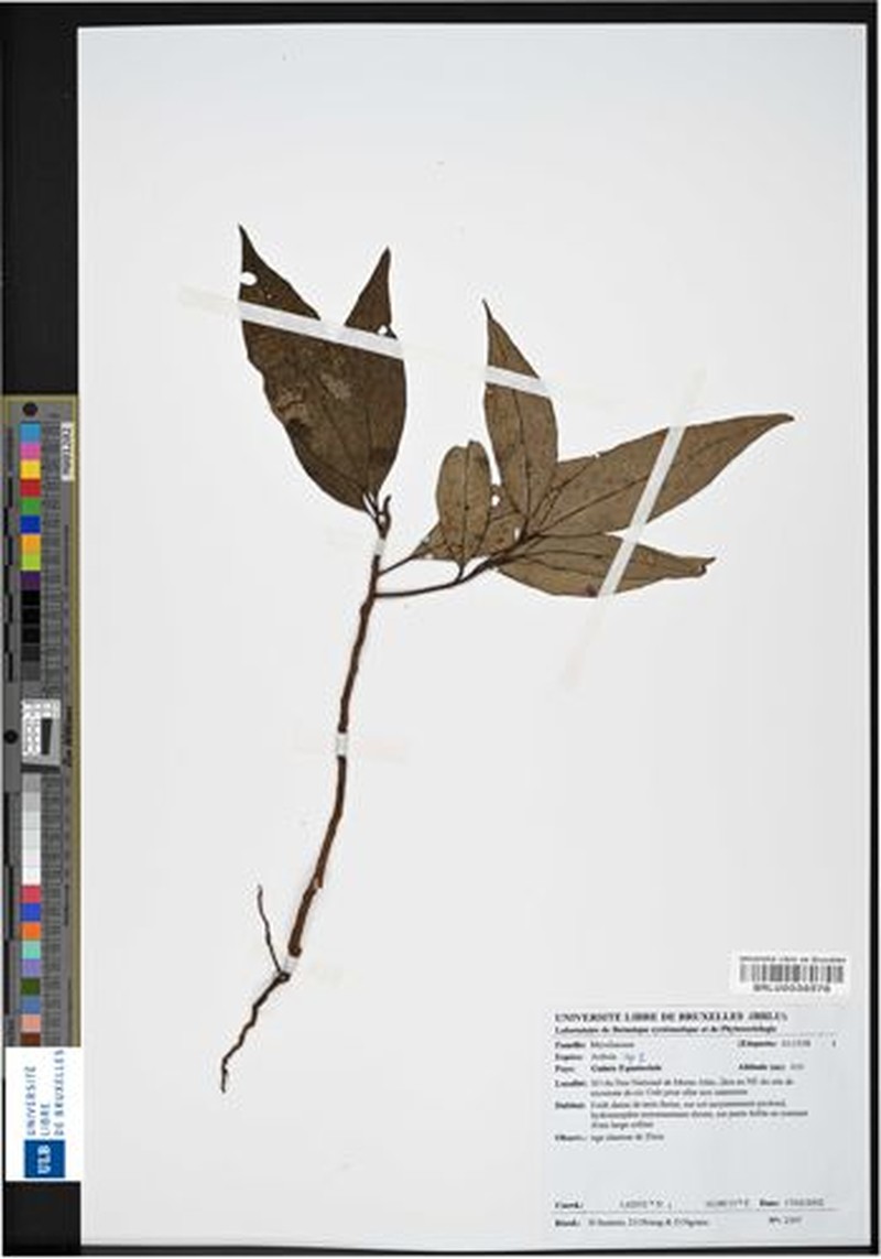 Ardisia dewitiana