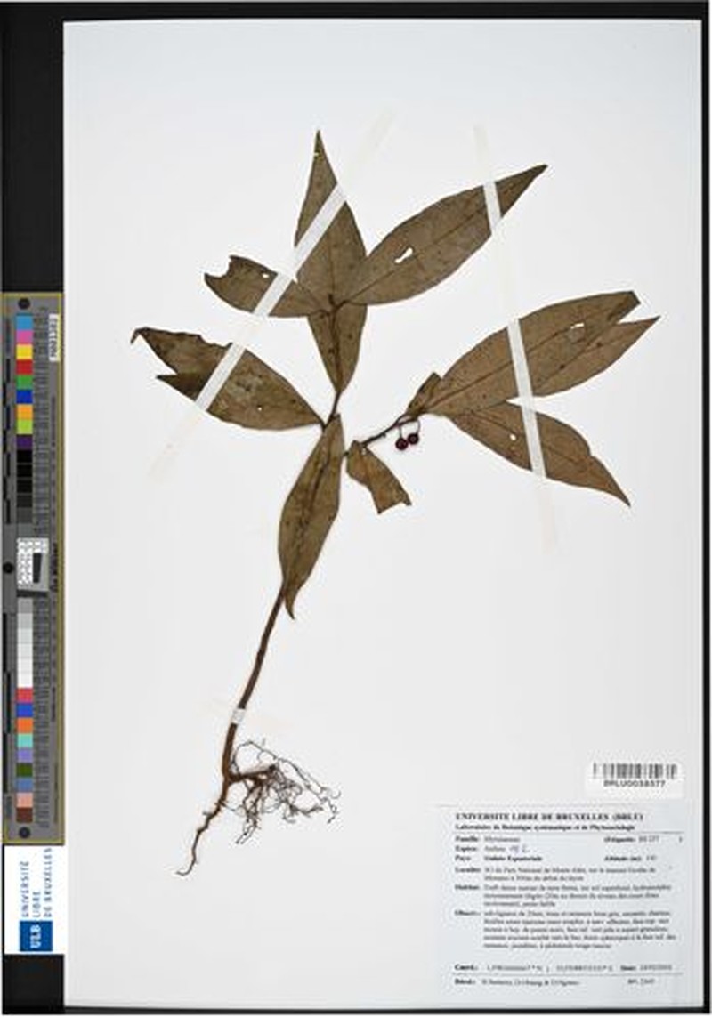 Ardisia dewitiana photo 2