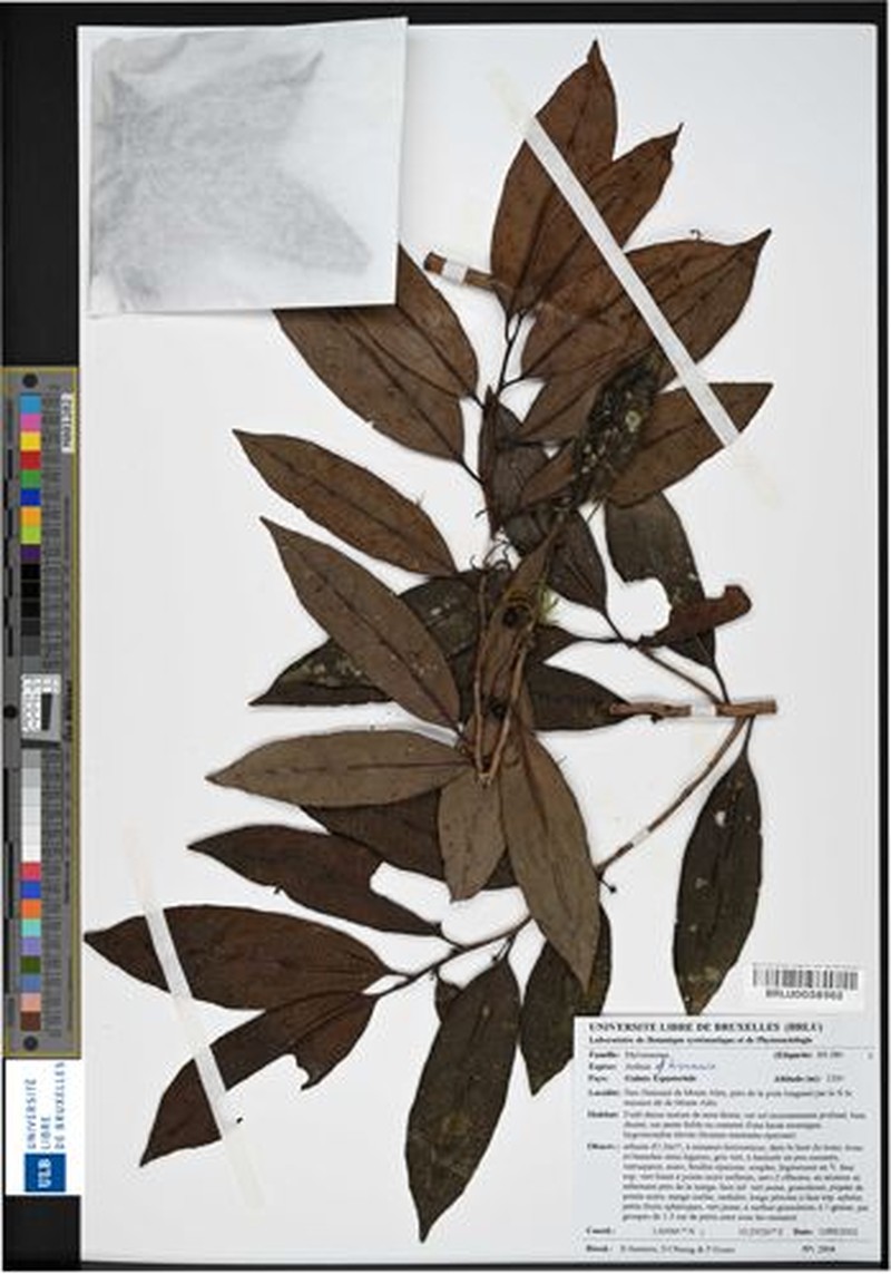 Ardisia dewitiana photo 3