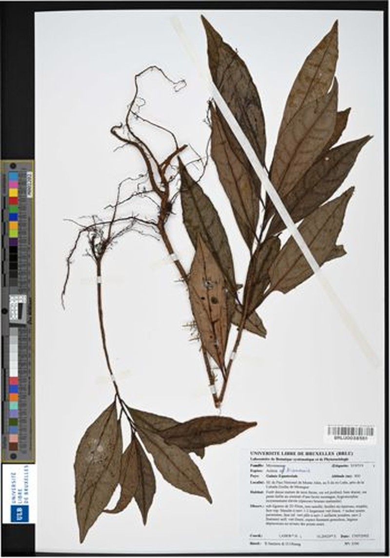 Ardisia dewitiana photo 4