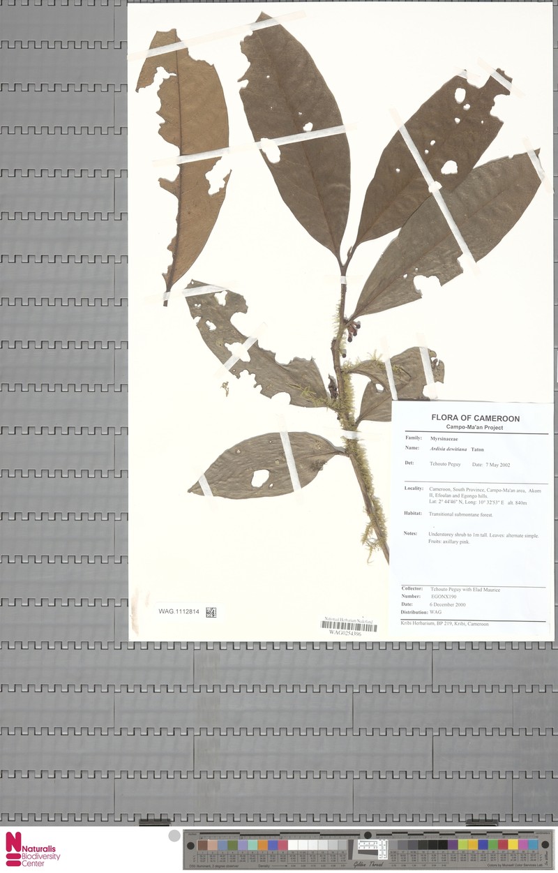 Ardisia dewitiana photo 5