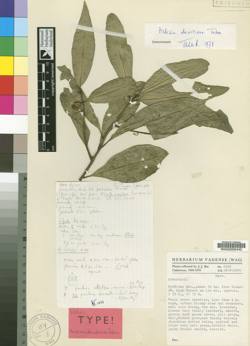 Ardisia dewitiana photo 7