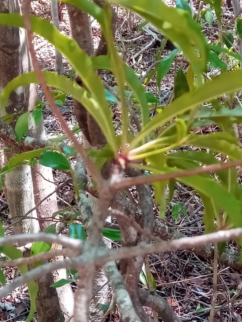 Ardisia didymopora