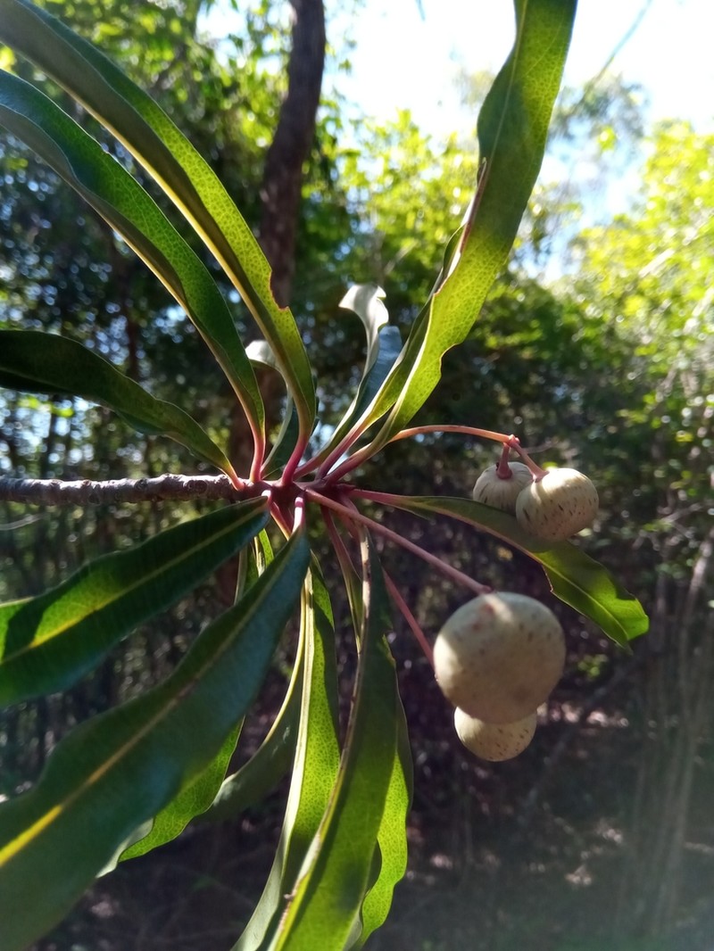 Ardisia didymopora photo 2