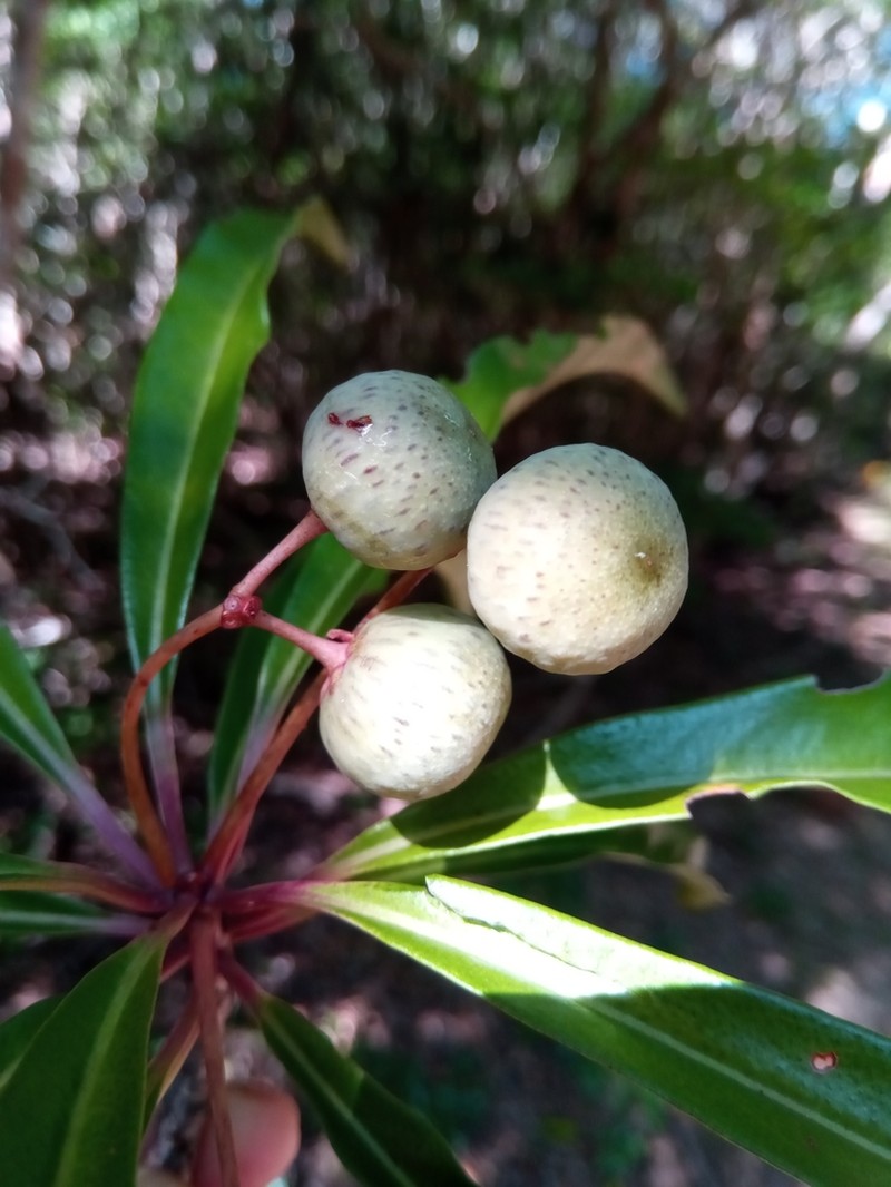 Ardisia didymopora photo 4