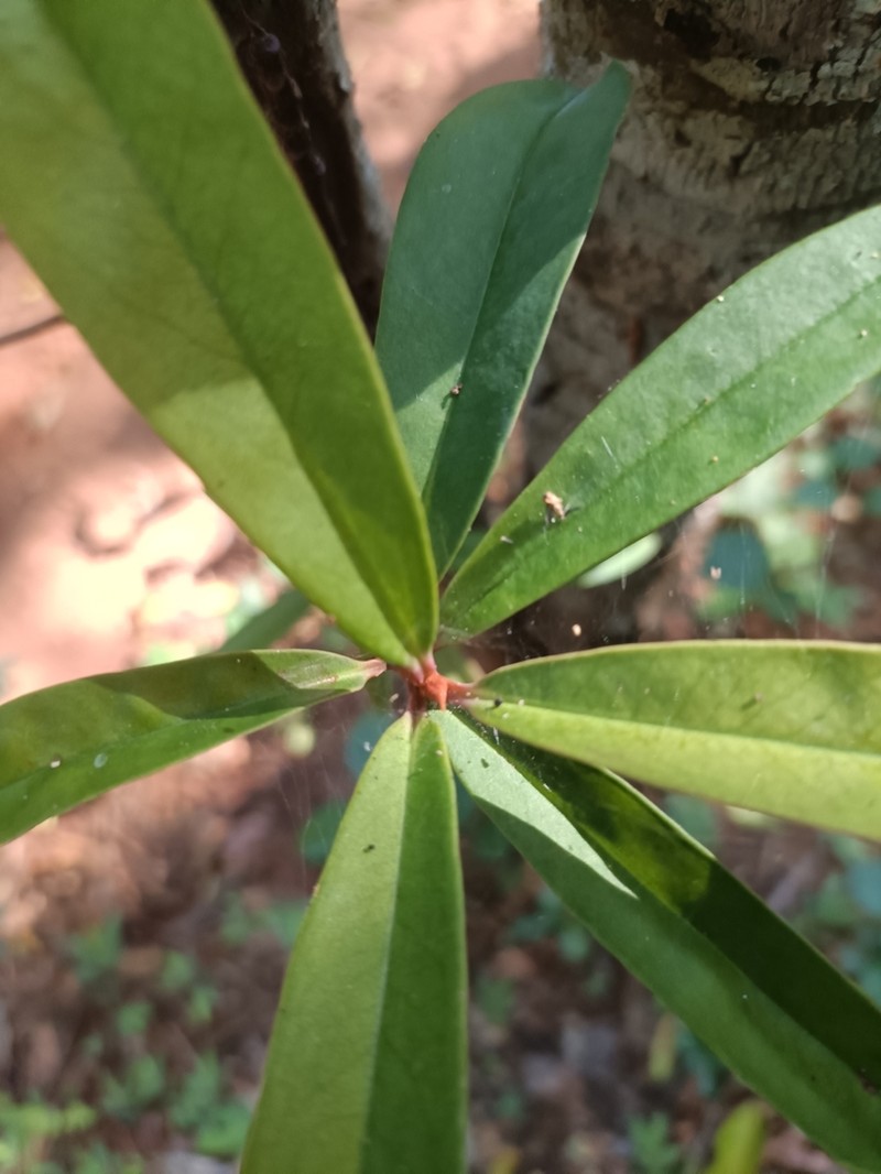 Ardisia didymopora photo 5