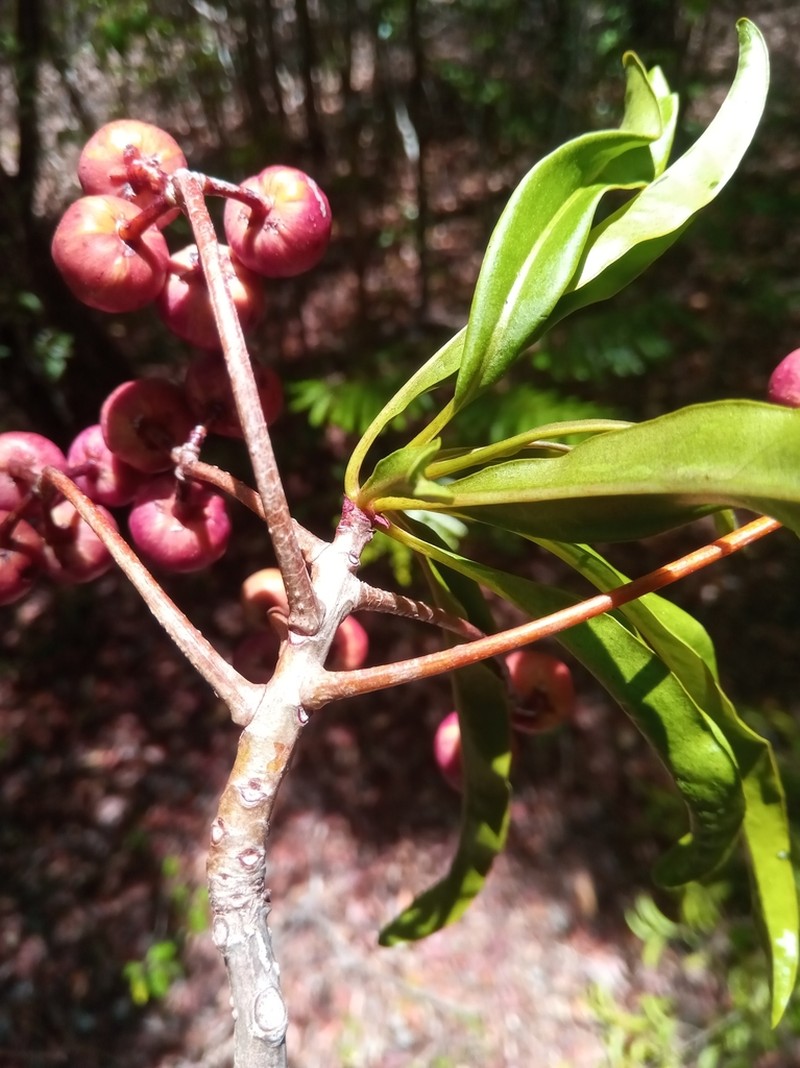 Ardisia didymopora photo 6