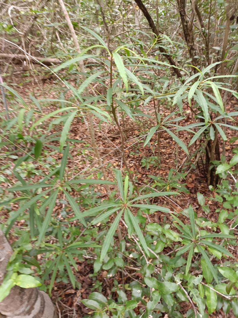 Ardisia didymopora photo 7