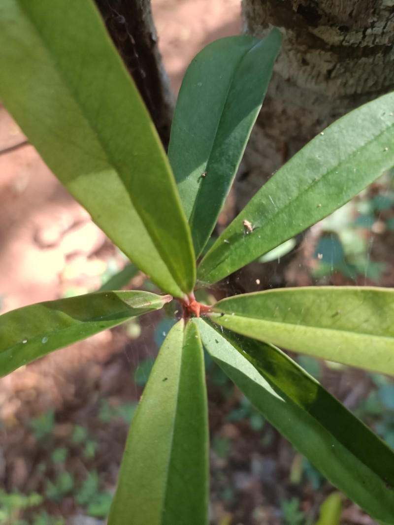 Ardisia didymopora photo 8
