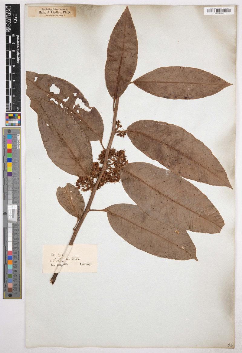 Ardisia disticha