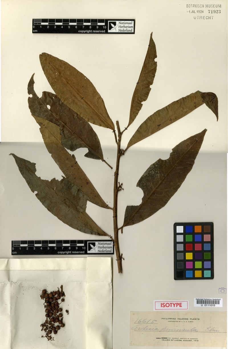 Ardisia disticha photo 2