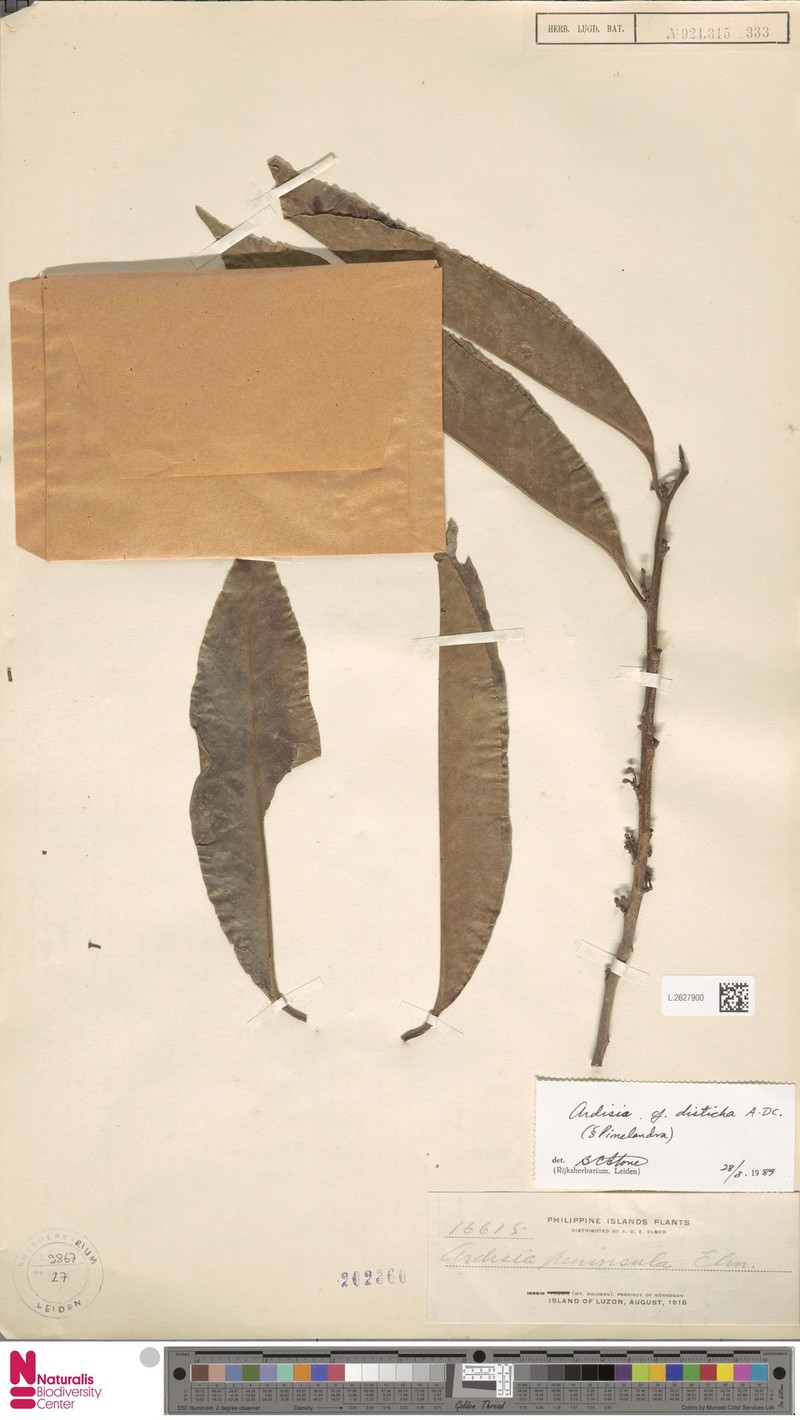Ardisia disticha photo 3