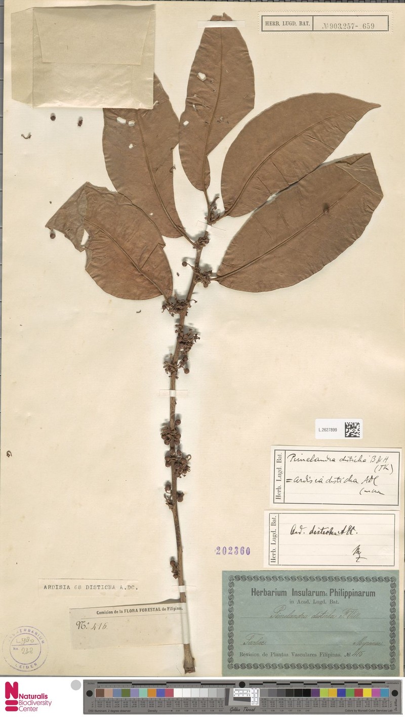 Ardisia disticha photo 4
