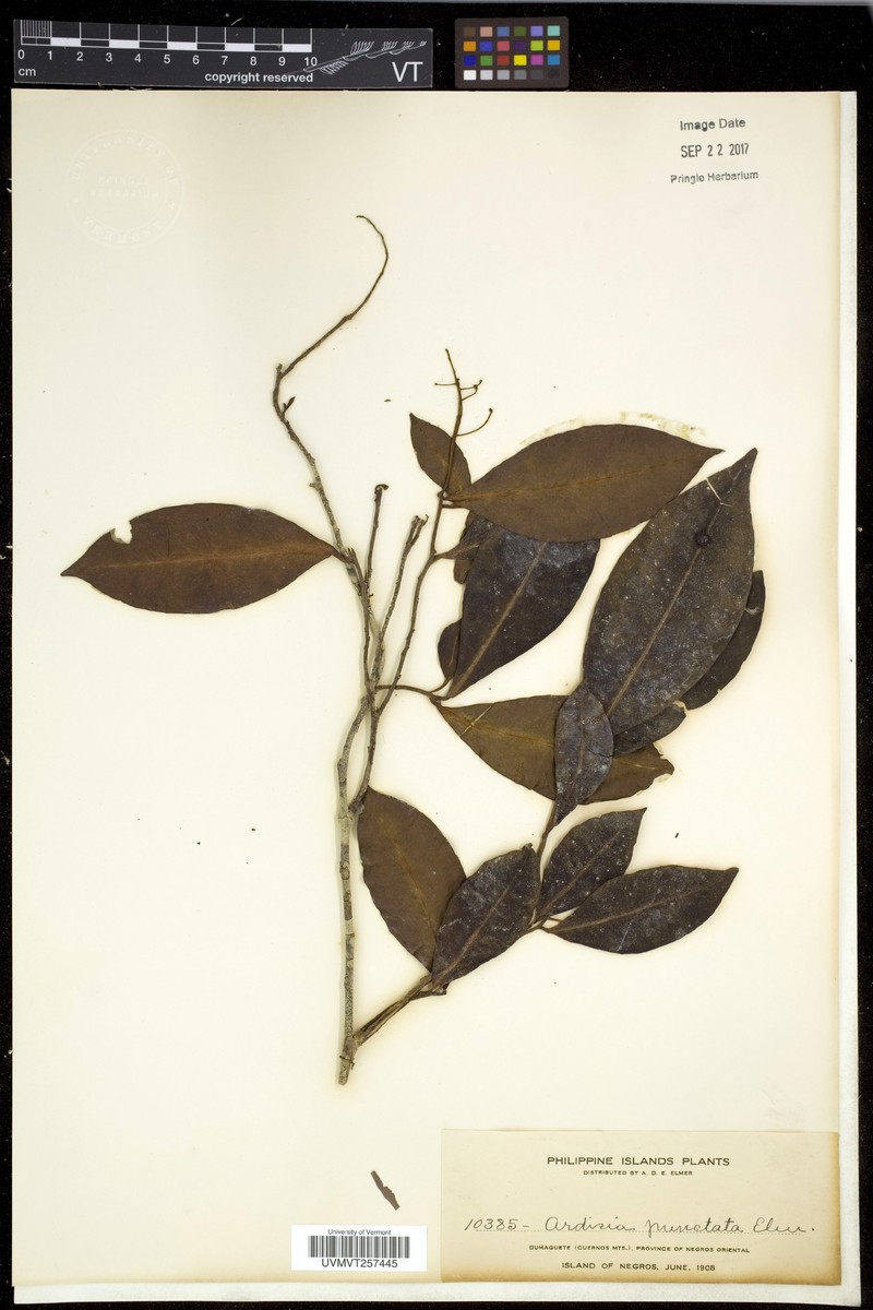 Ardisia divergens