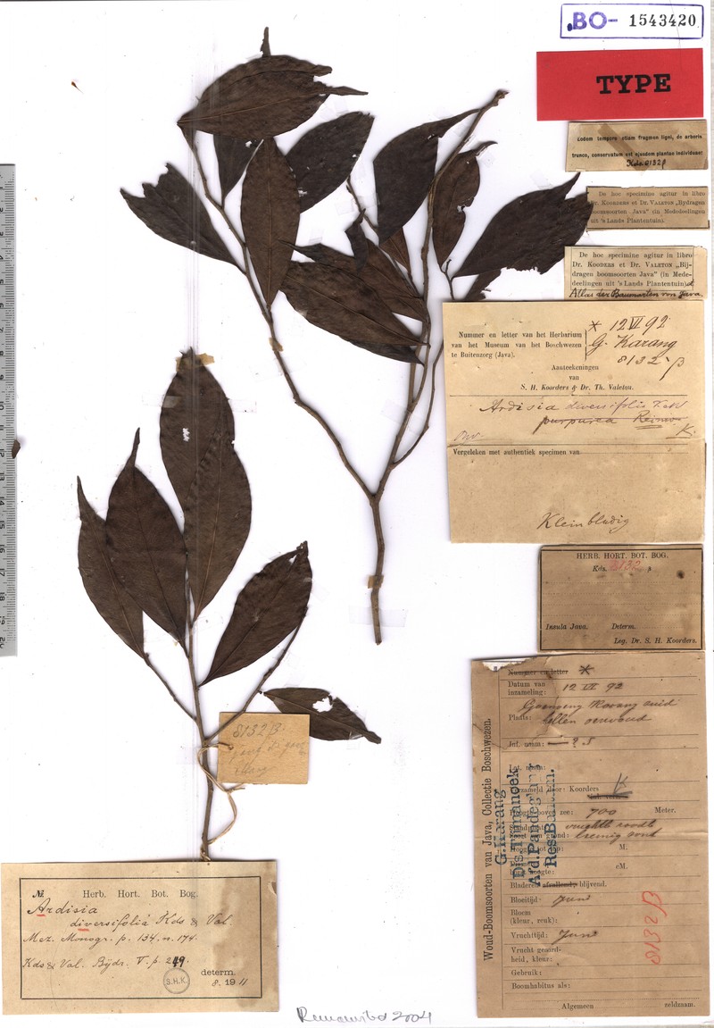 Ardisia diversifolia