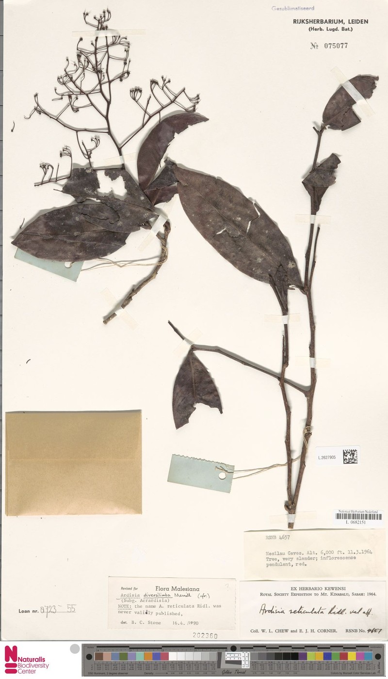 Ardisia diversilimba