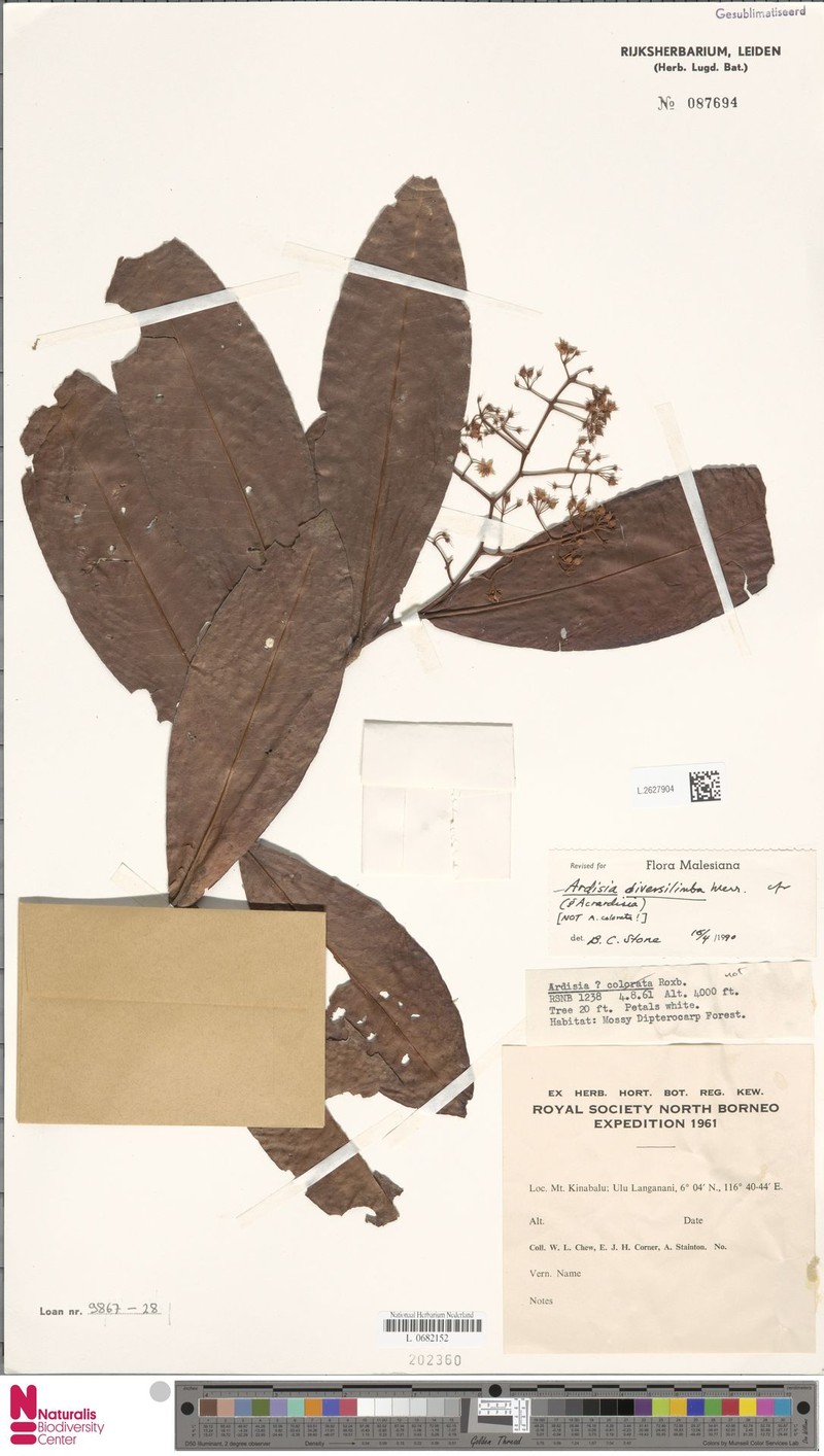 Ardisia diversilimba photo 2