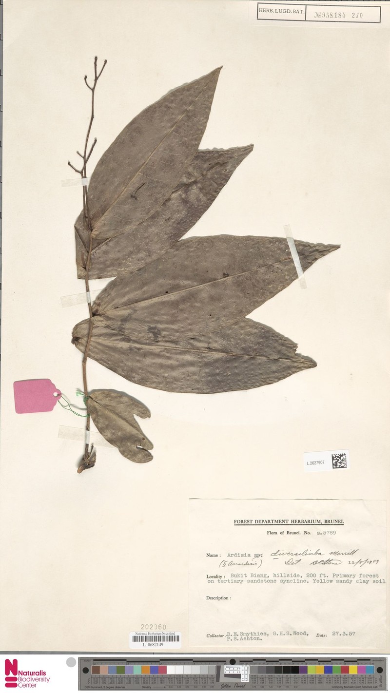 Ardisia diversilimba photo 3