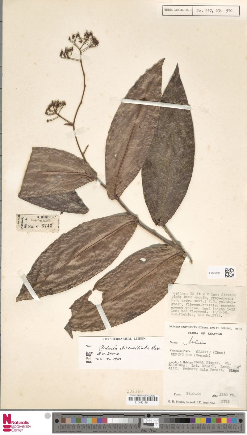 Ardisia diversilimba photo 4