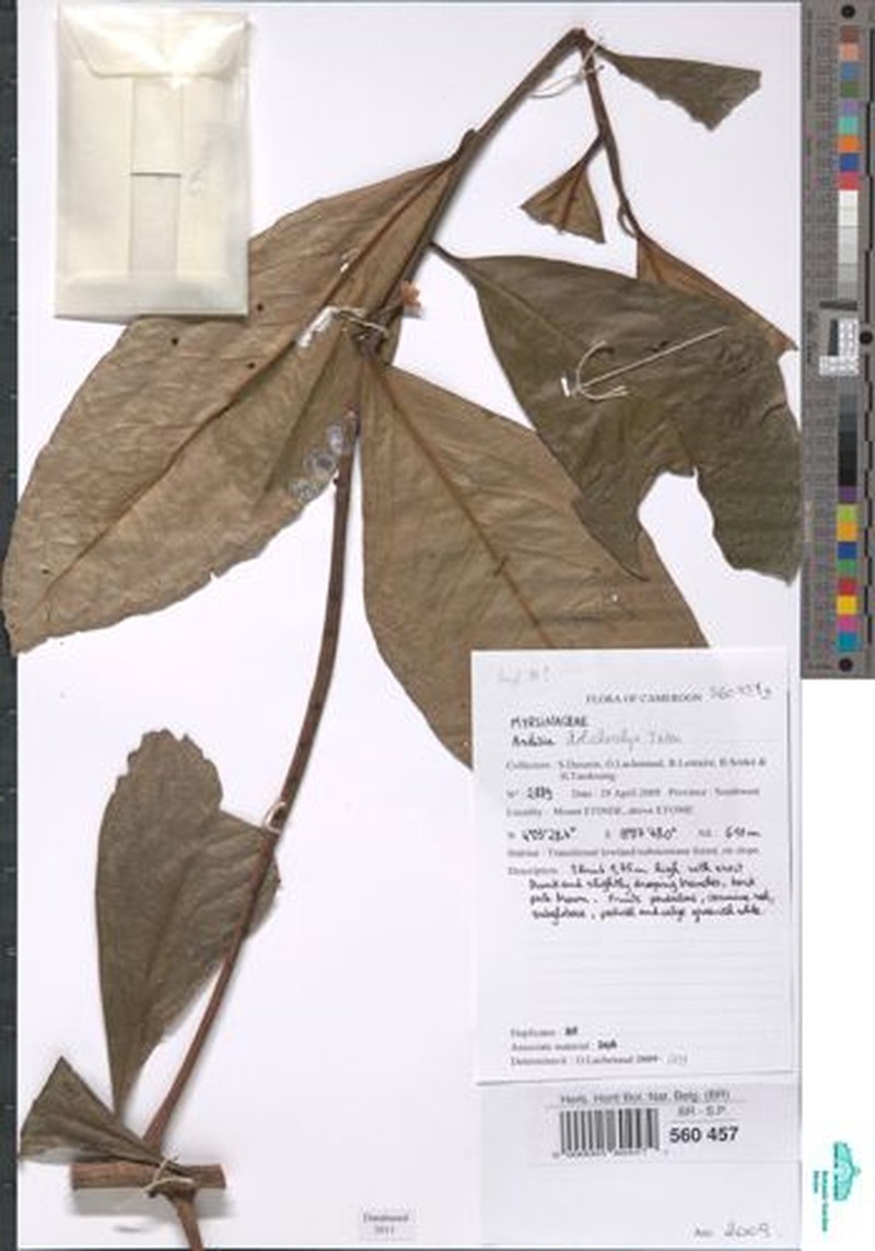 Ardisia dolichocalyx