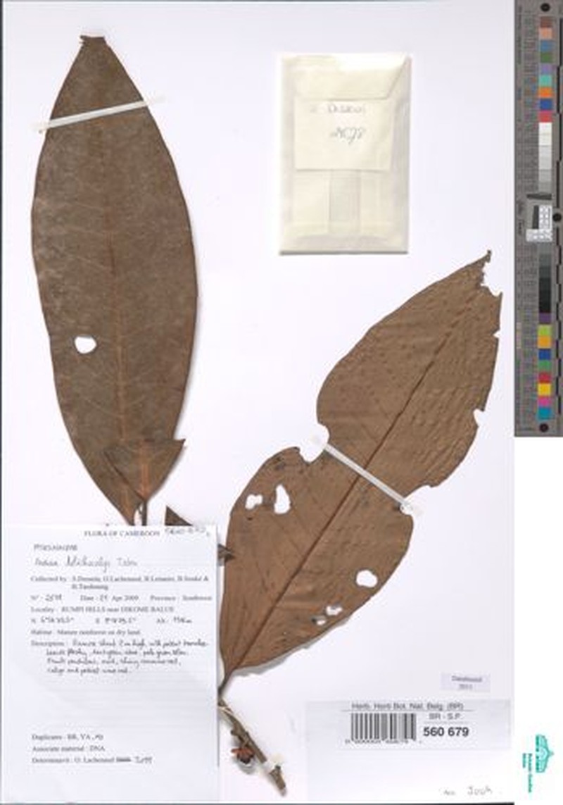 Ardisia dolichocalyx photo 2
