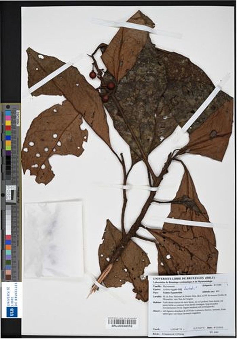 Ardisia dolichocalyx photo 3
