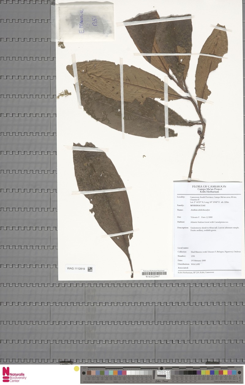 Ardisia dolichocalyx photo 5