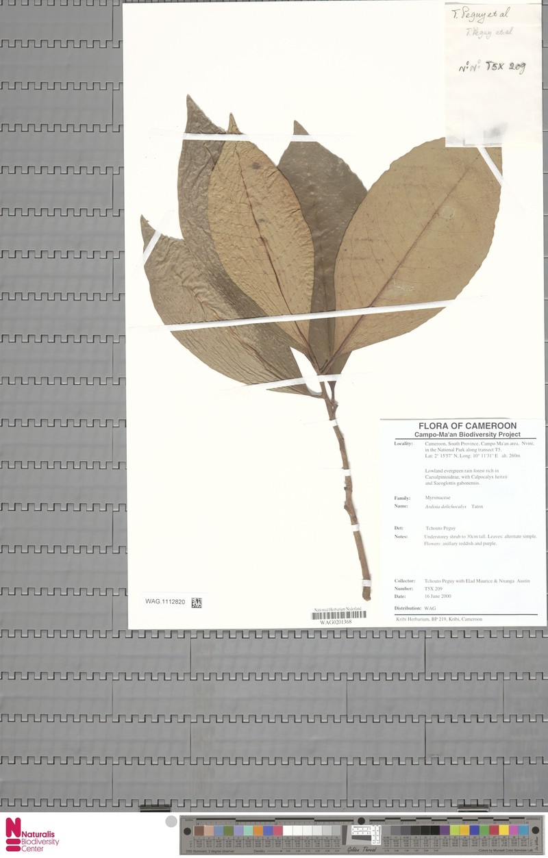 Ardisia dolichocalyx photo 6
