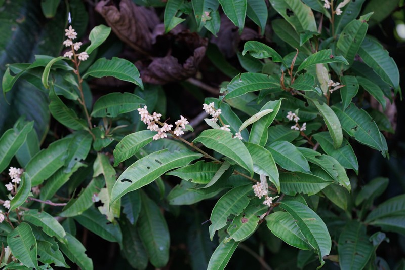 Ardisia dunlapiana