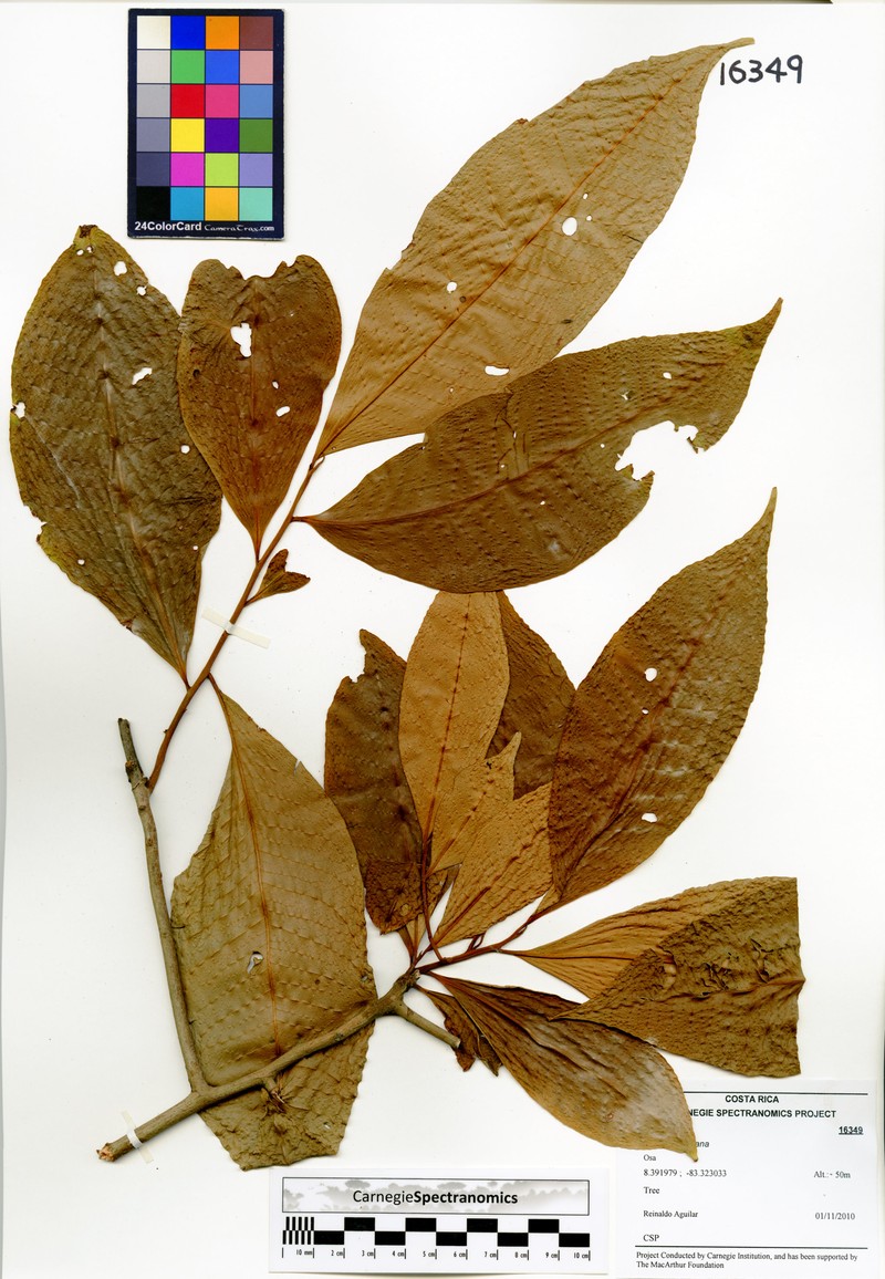 Ardisia dunlapiana photo 2