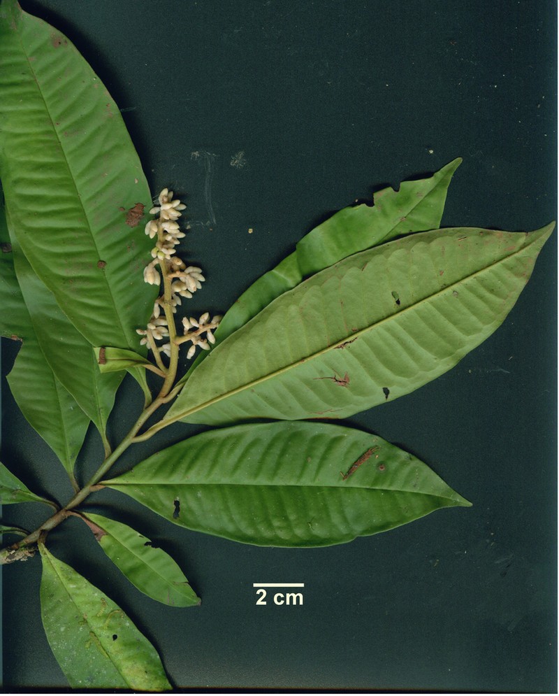 Ardisia dunlapiana photo 3