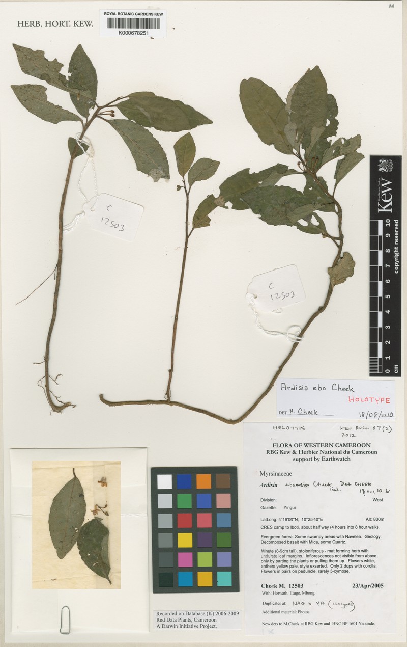 Ardisia ebo photo 2