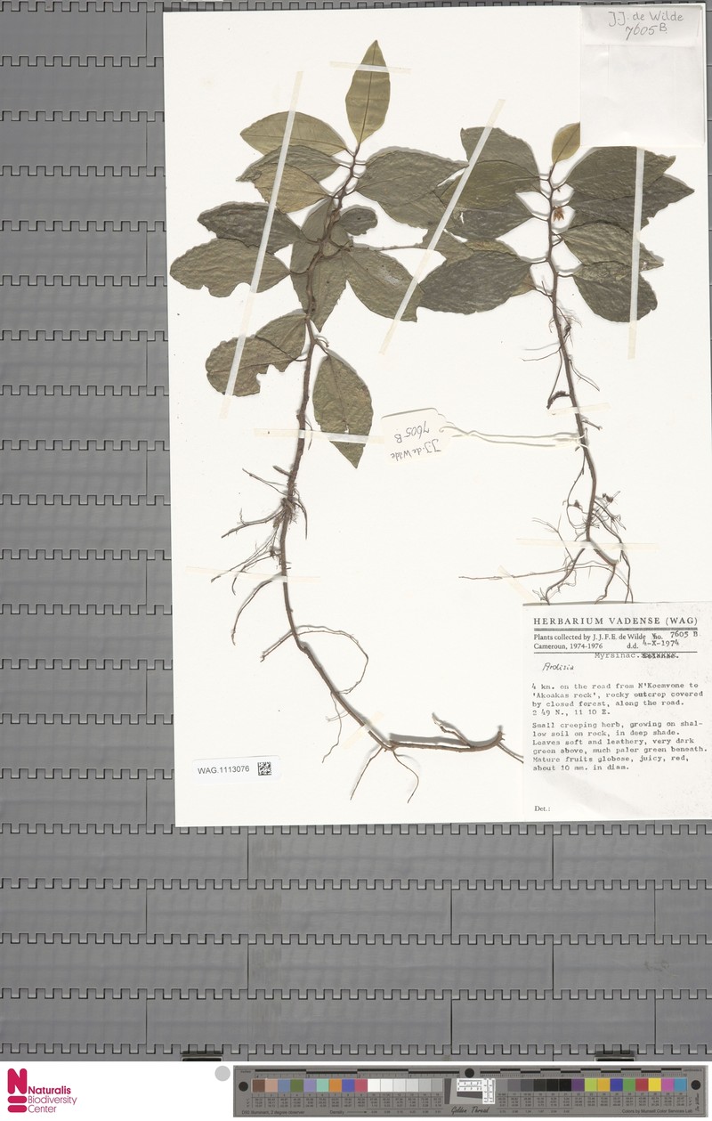Ardisia ebo