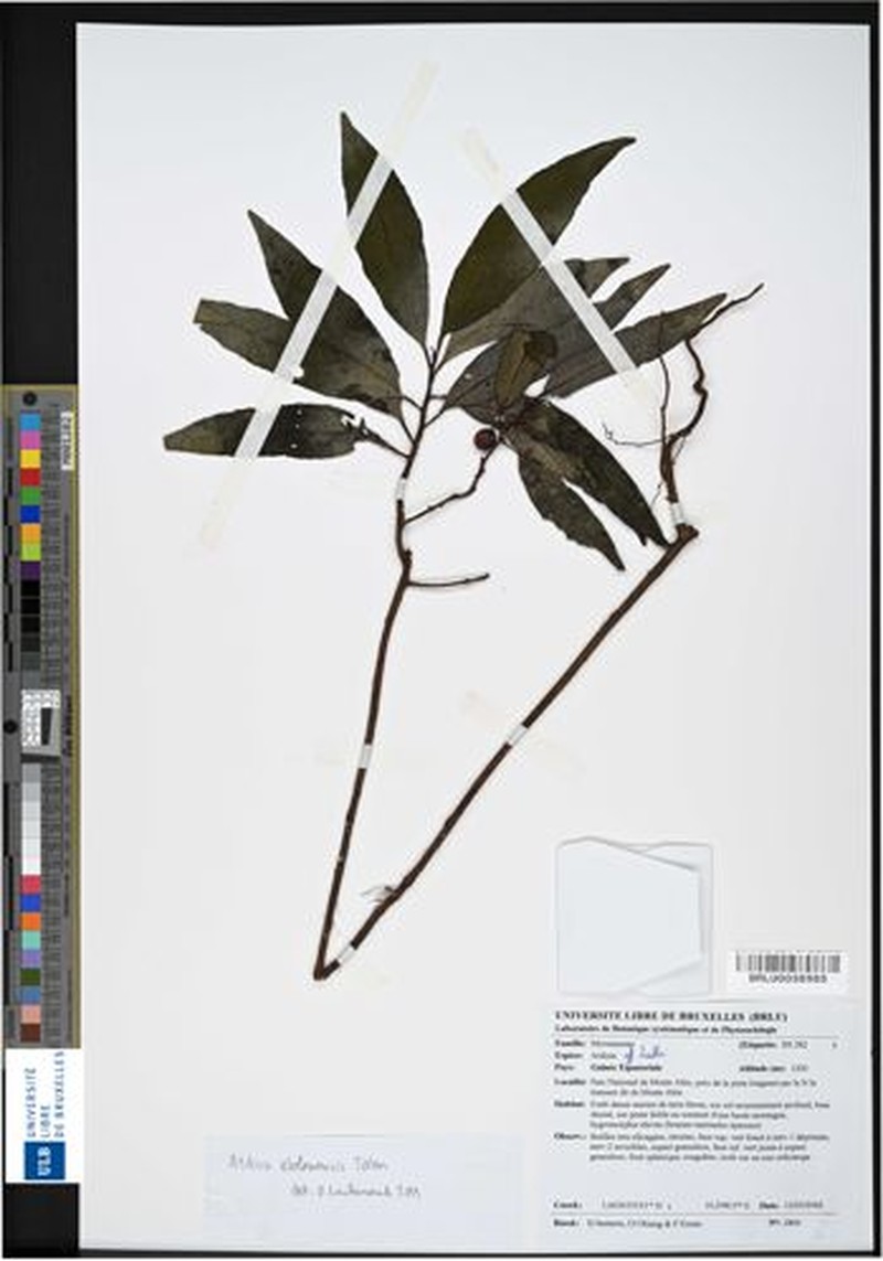 Ardisia ebolowensis