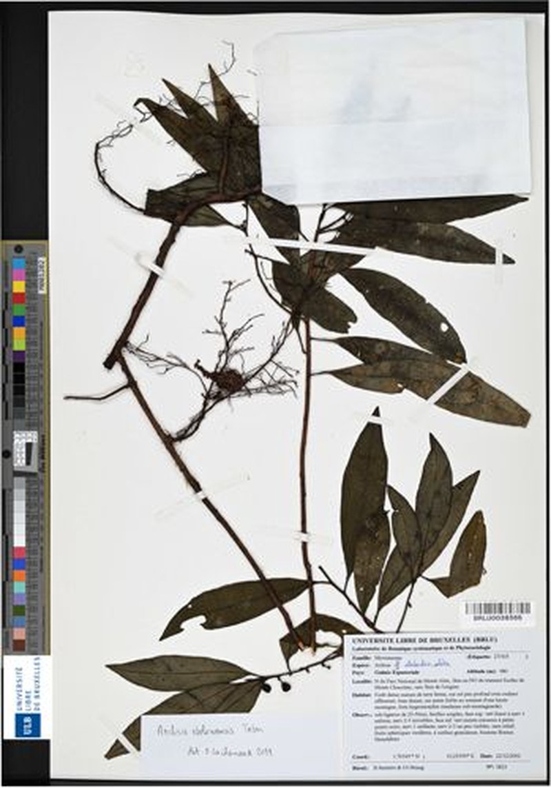 Ardisia ebolowensis photo 2