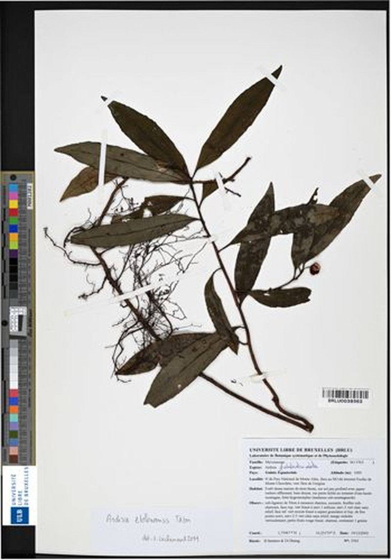 Ardisia ebolowensis photo 3