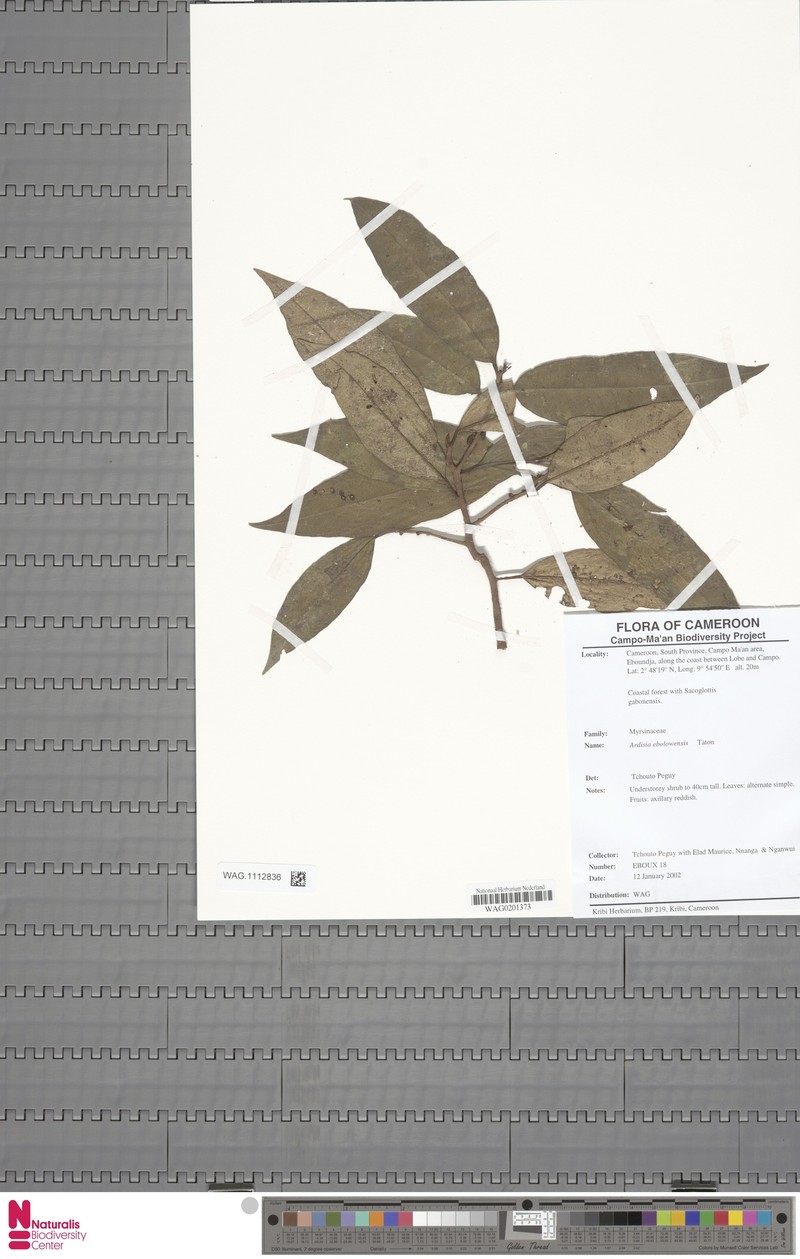 Ardisia ebolowensis photo 5