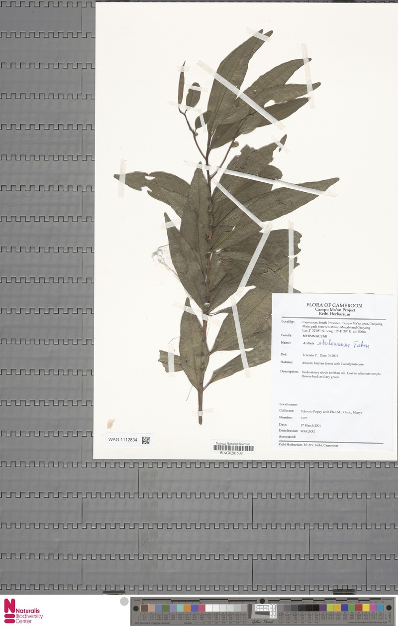 Ardisia ebolowensis photo 6