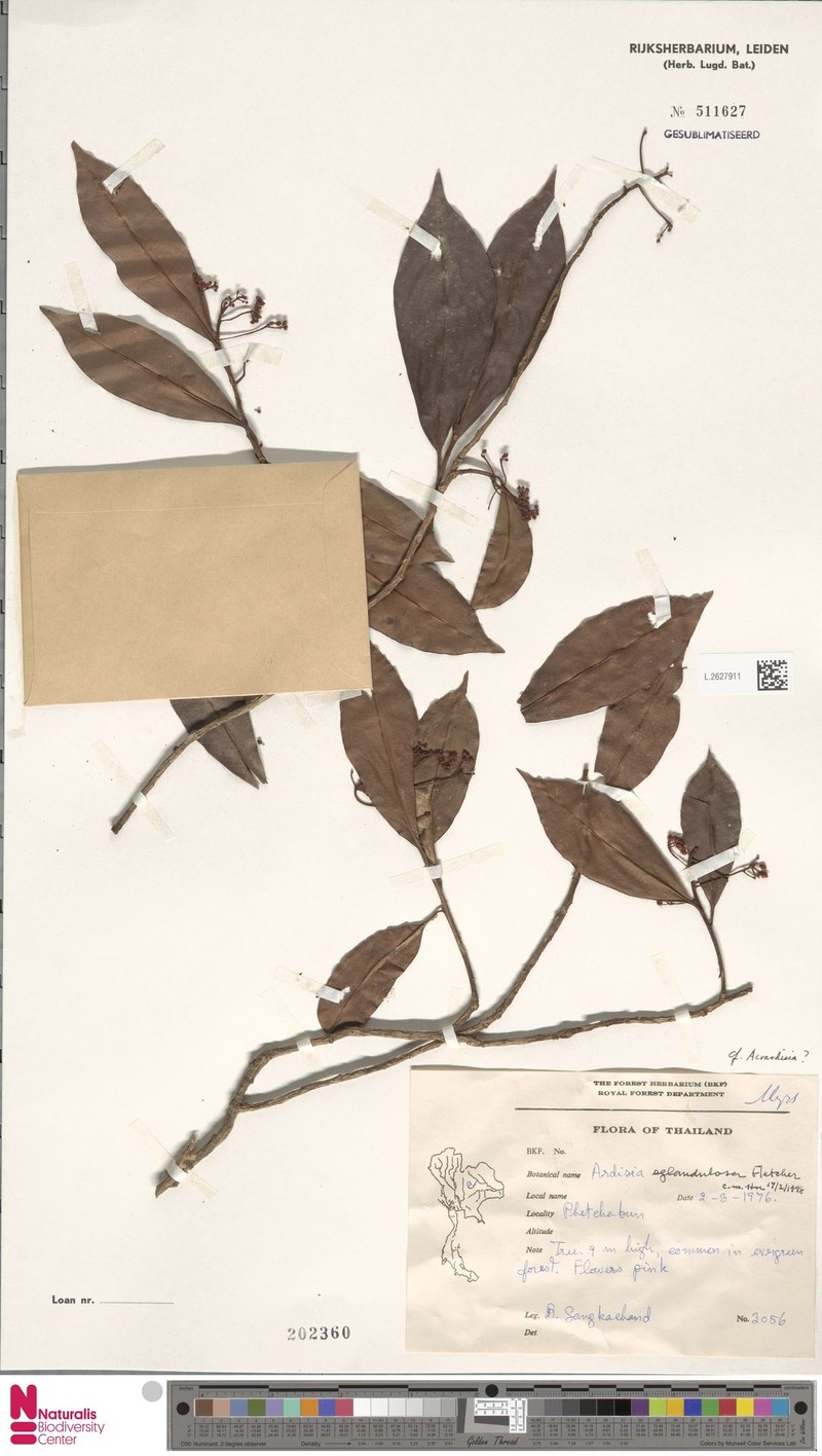 Ardisia eglandulosa