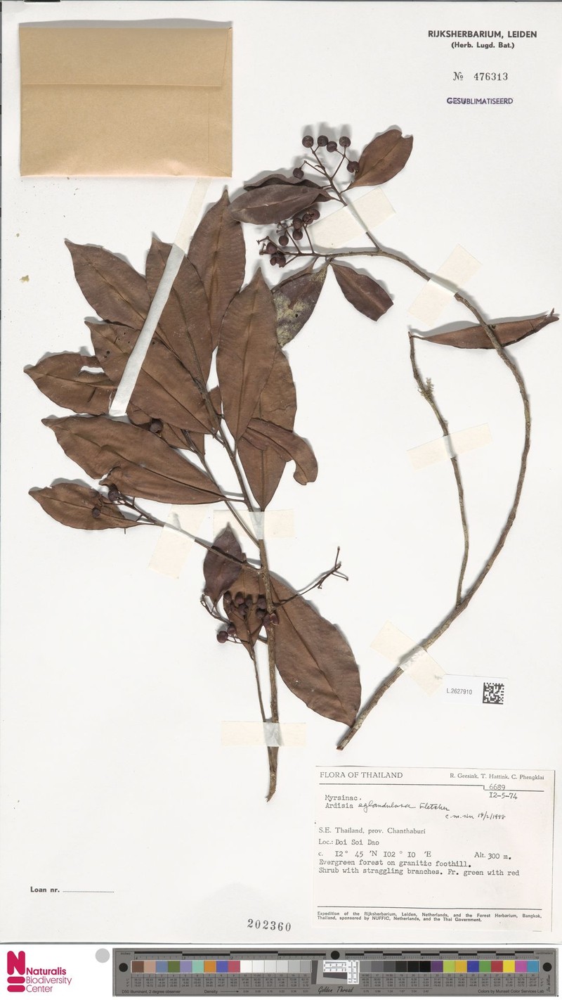 Ardisia eglandulosa photo 2