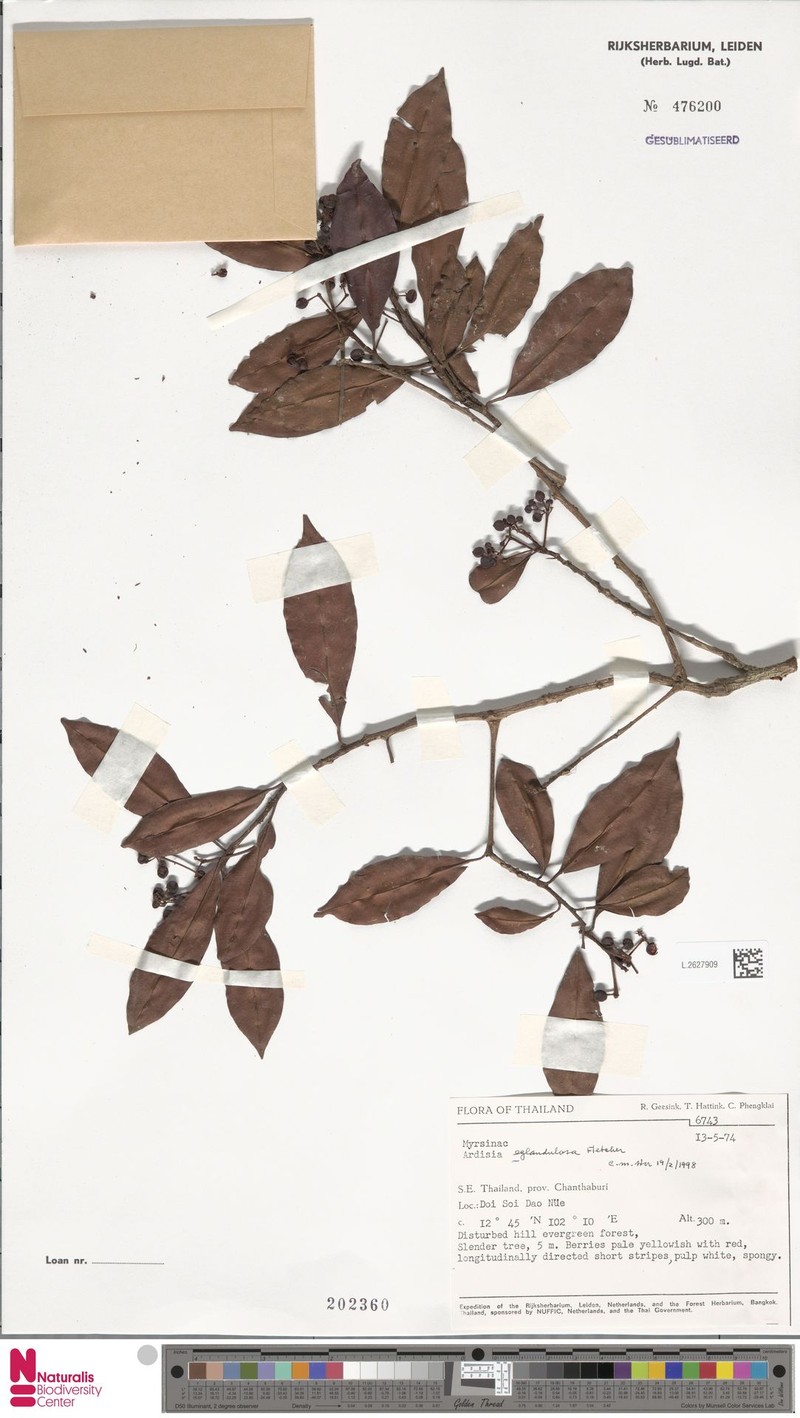 Ardisia eglandulosa photo 3