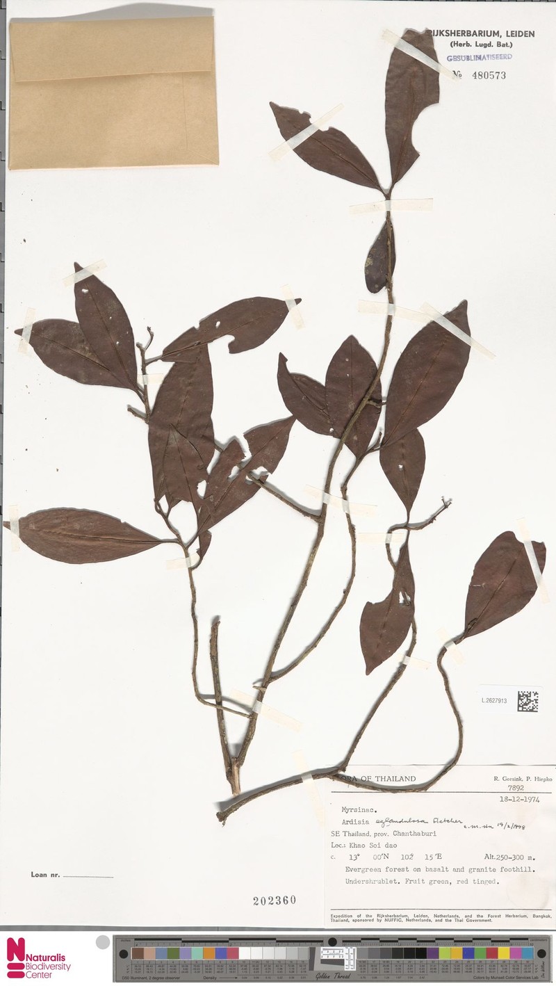Ardisia eglandulosa photo 4