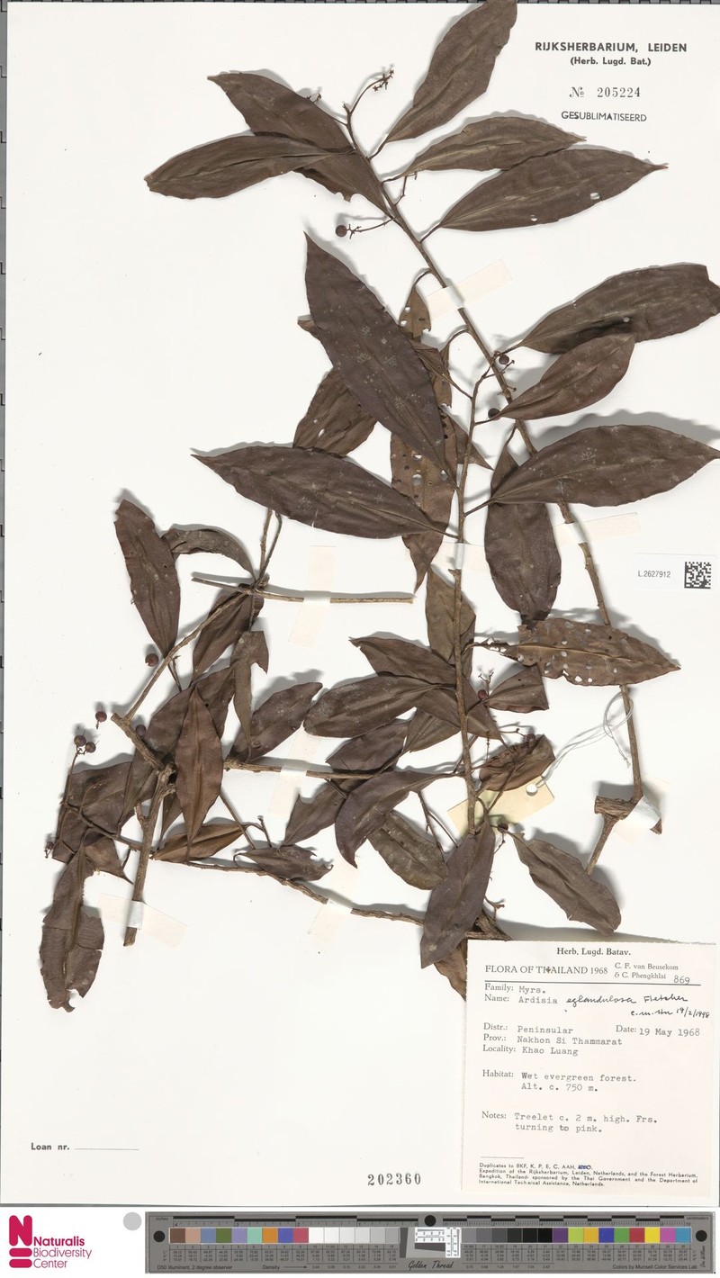 Ardisia eglandulosa photo 5
