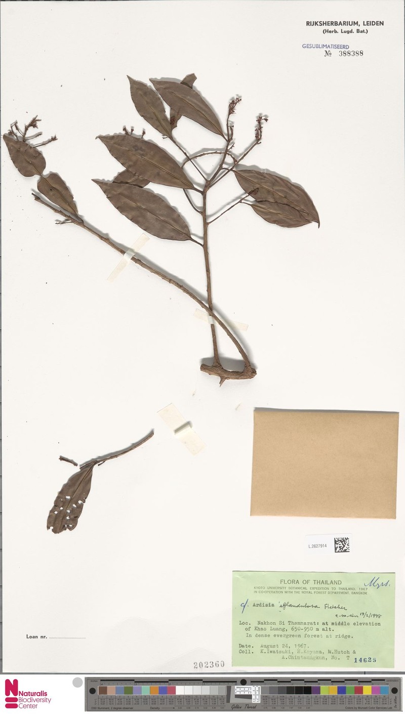 Ardisia eglandulosa photo 6