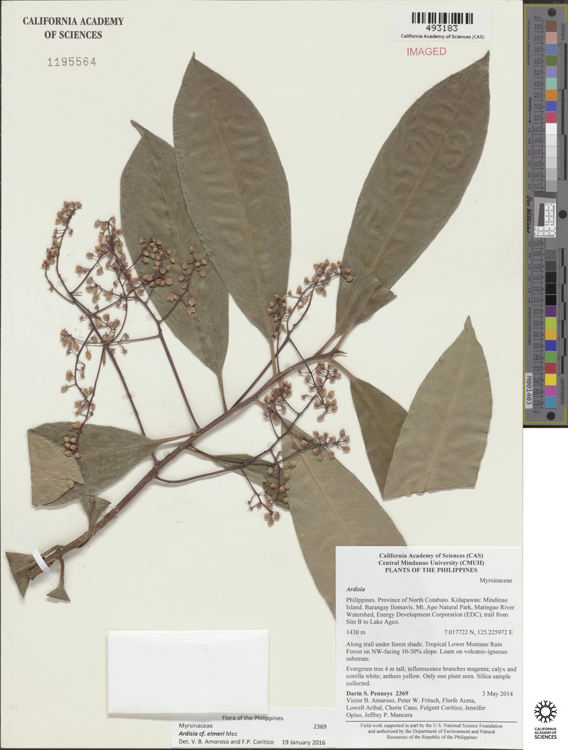 Ardisia elmeri