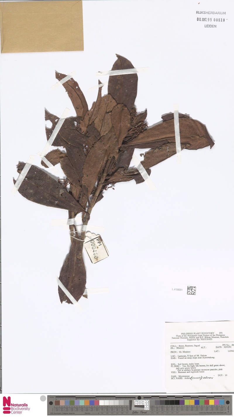 Ardisia elmeri photo 2