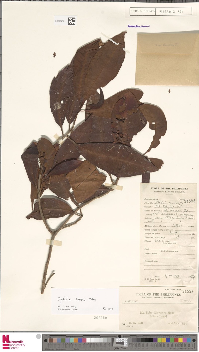 Ardisia elmeri photo 3