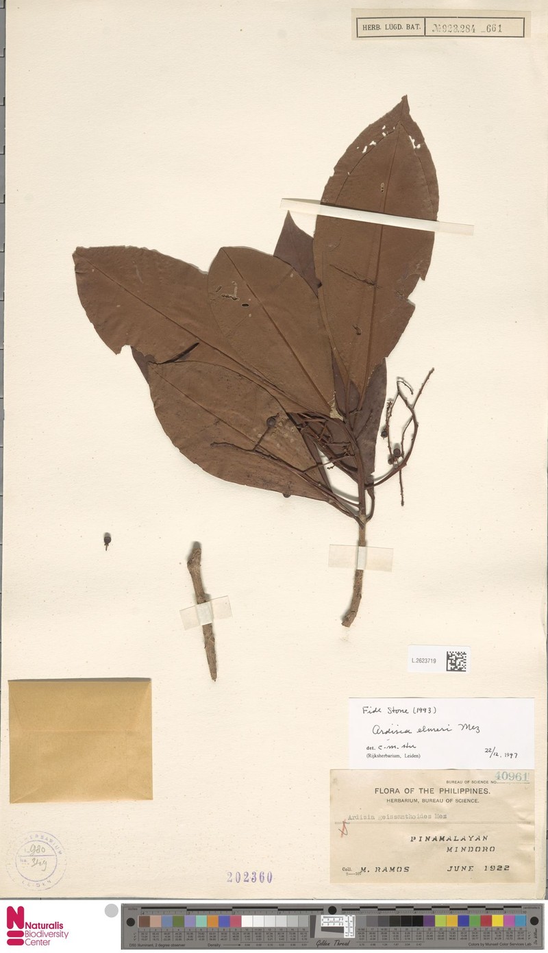 Ardisia elmeri photo 5